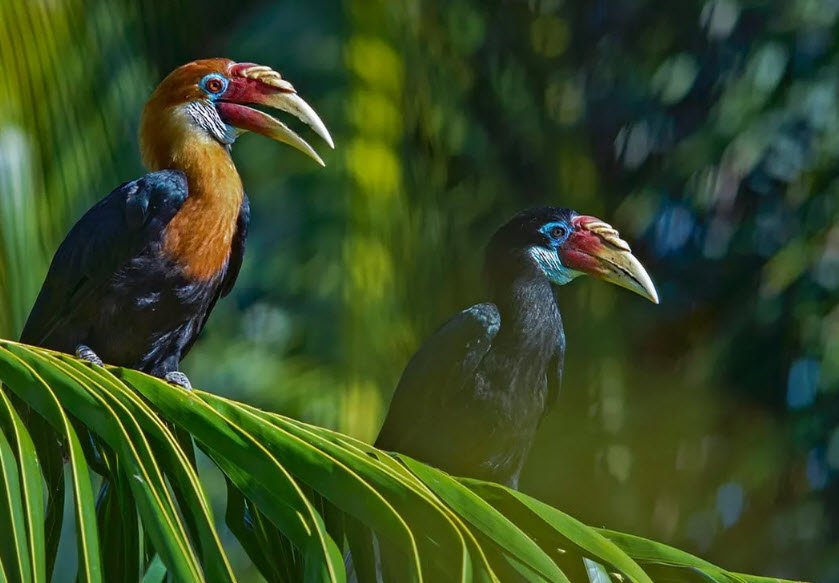 Narcondam Island Wildlife Sanctuary